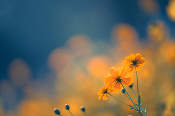 有什么校园+爱情+魔法+变身的日本动漫好看 最好像小女神花铃、玩偶游戏那样经典的动漫