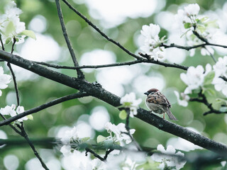 有什么校园+爱情+魔法+变身的日本动漫好看 最好像小女神花铃、玩偶游戏那样经典的动漫